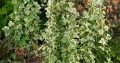 Bluszcz 'White Diamond'