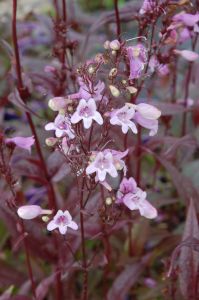 Palma Penstemon 'Pocahontas'