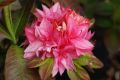 Azalia 'Kilian'