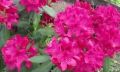 Azalia 'Kilian'