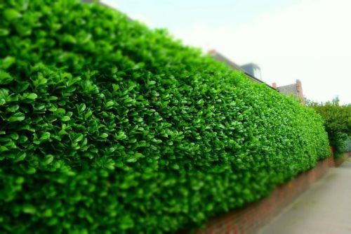 Laurowišňa východná ROTUNDIFOLIA