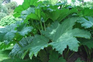Gunnera obrovská
