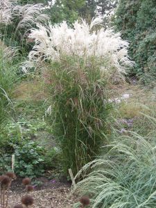 Miscanthus BLÜTENWUNDERT