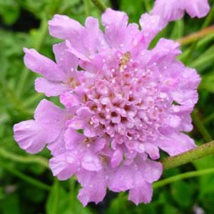 Driakiew  Flutter Rose Pink 