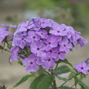 Flox FLAME PURPLE EYE