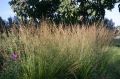 Molinia modra 'Moorhexe'