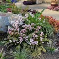 Bergenia DRAGONFLY ANGEL KISS