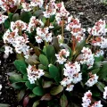 Bergenia DRAGONFLY ANGEL KISS