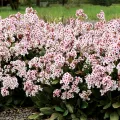 Bergenia DRAGONFLY ANGEL KISS
