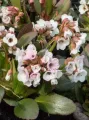 Bergenia DRAGONFLY ANGEL KISS