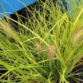 Rozplenica japońska 'Hameln Gold'