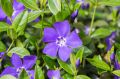 Barwinek 'Mid Blue'