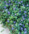 Barwinek 'Mid Blue'