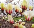 Magnolia SUNRISE