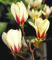Magnolia SUNRISE