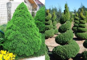 Biely smrek CONICA 30-40CM