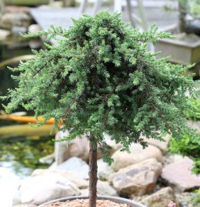 Jalovec obyčajný GREENMANTLE na kmeni 60 cm