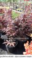 Klon palmowy ATROPURPUREA