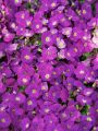 Żagwin Ogrodowy 'Axcent Glacier Lilac'