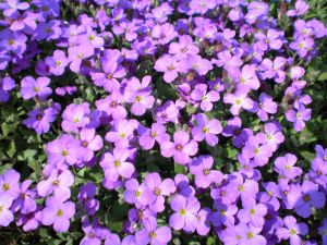 Záhradná korvetka 'Axcent Glacier Lilac'