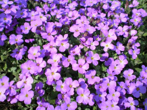 Záhradná korvetka 'Axcent Glacier Lilac'