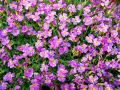 Żagwin Ogrodowy 'Axcent Glacier Lilac'