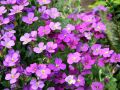 Żagwin Ogrodowy 'Axcent Glacier Lilac'
