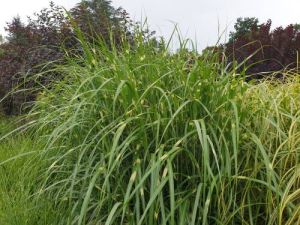 Miscanthus čínsky  GIRAFFE