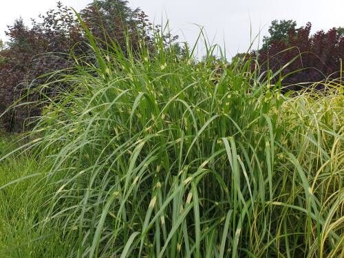 Miscanthus čínsky  GIRAFFE