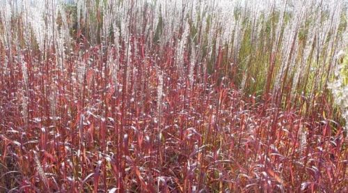 Miscanthus čínsky GHANA