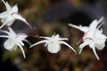 Epimedium 'White Hart