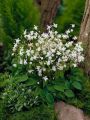 Epimedium 'White Hart