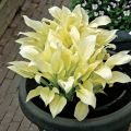 Funkia-Hosta WHITE FEATHER