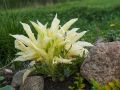 Funkia-Hosta WHITE FEATHER