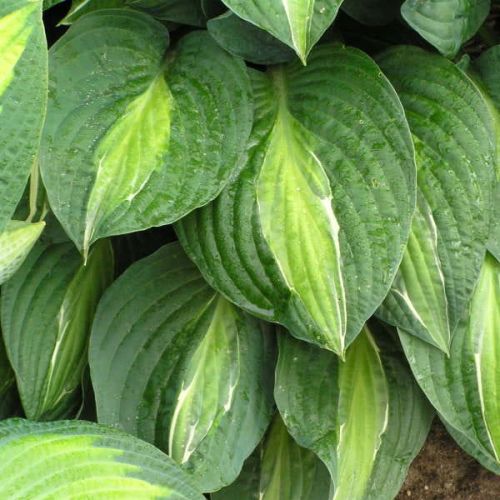 Hosta fungoides 'Striptease'