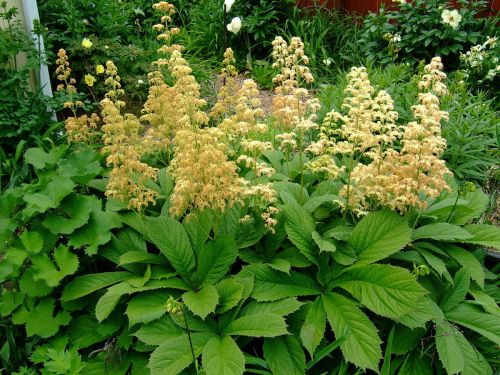 Rodgersia pieriastá WHITE