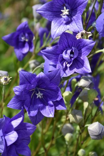 Rozchodník veľkokvetý 'ASTRA BLUE