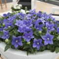 Rozwar wielkokwiatowy ASTRA BLUE