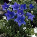 Rozwar wielkokwiatowy ASTRA BLUE