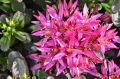 Rozchodnik 'SPOT ON PINK'