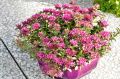Rozchodnik 'SPOT ON PINK'