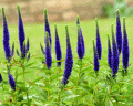 Przetacznik kłosowy RONICA BLUE