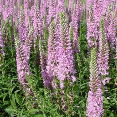 Veronika klasnatá RONICA FUCHSIA