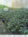 Acena drobnolistna KUPFERTEPPICH
