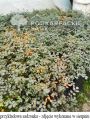 Acena drobnolistna KUPFERTEPPICH