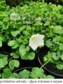 Dzwonek karpacki CARILLON WHITE