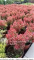 Berberys RUBY STAR