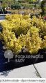 Berberys Thunberga GOLDEN TOWER