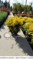 Thuja AMBER GLOW