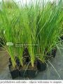 Trawa pampasowa WHITE PLUME